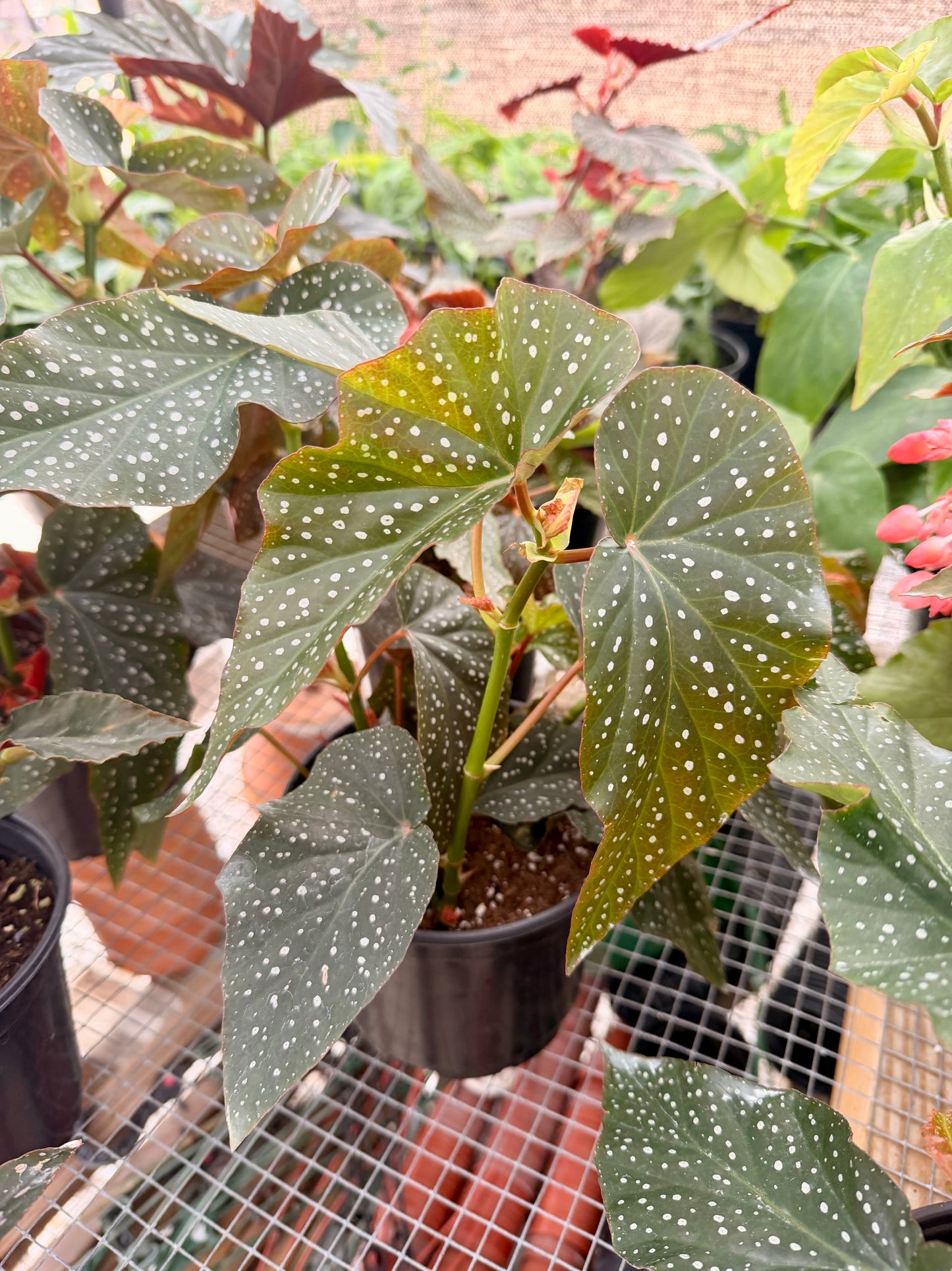 Begonia Angel Wing
