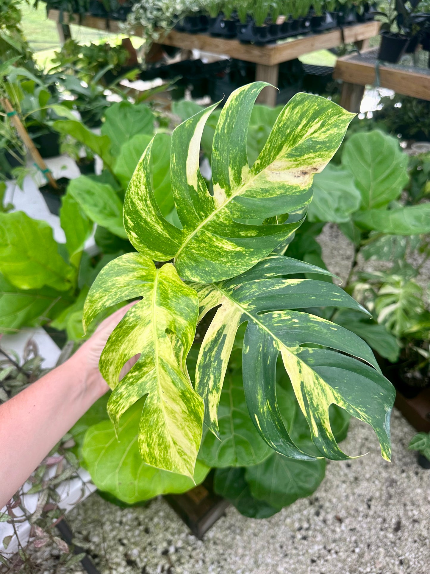 Epipremnum Pinnatum 'Yellow Flame'