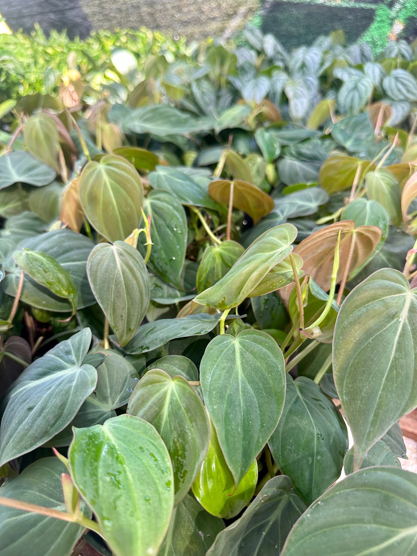 Mican Philodendron