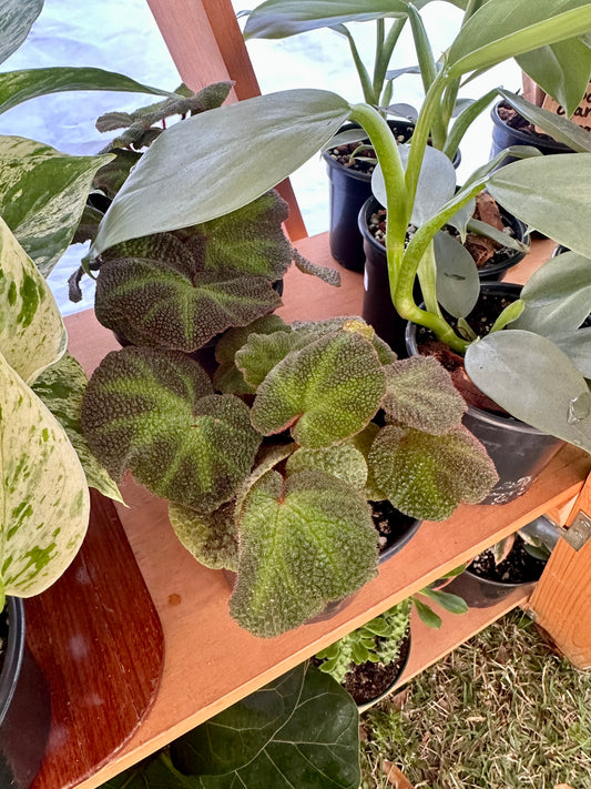 Begonia Solimutata