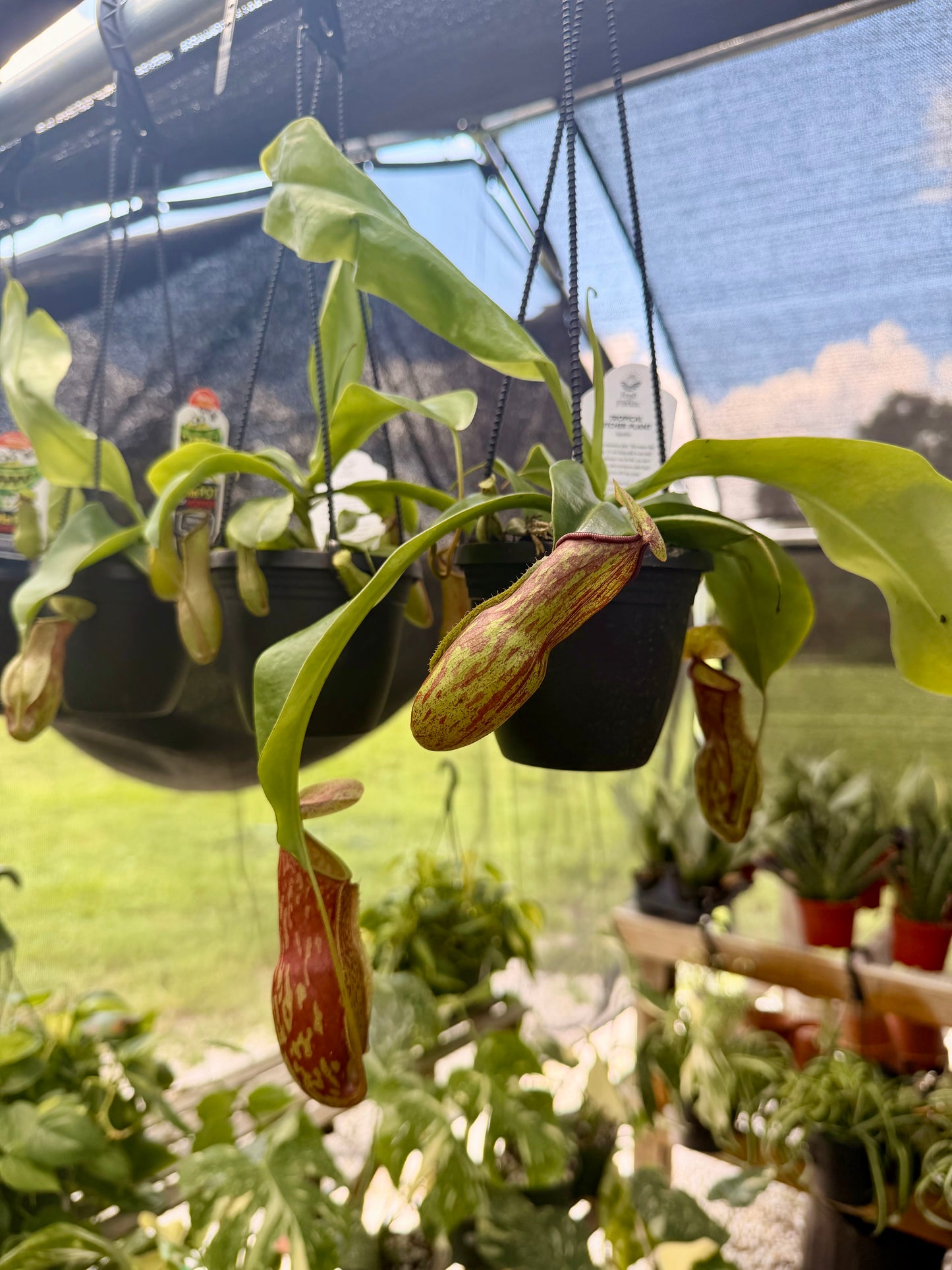 Nepenthes (Pitcher Plant)