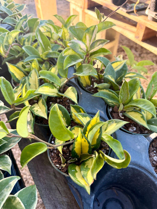 Hoya Carnosa Variegated
