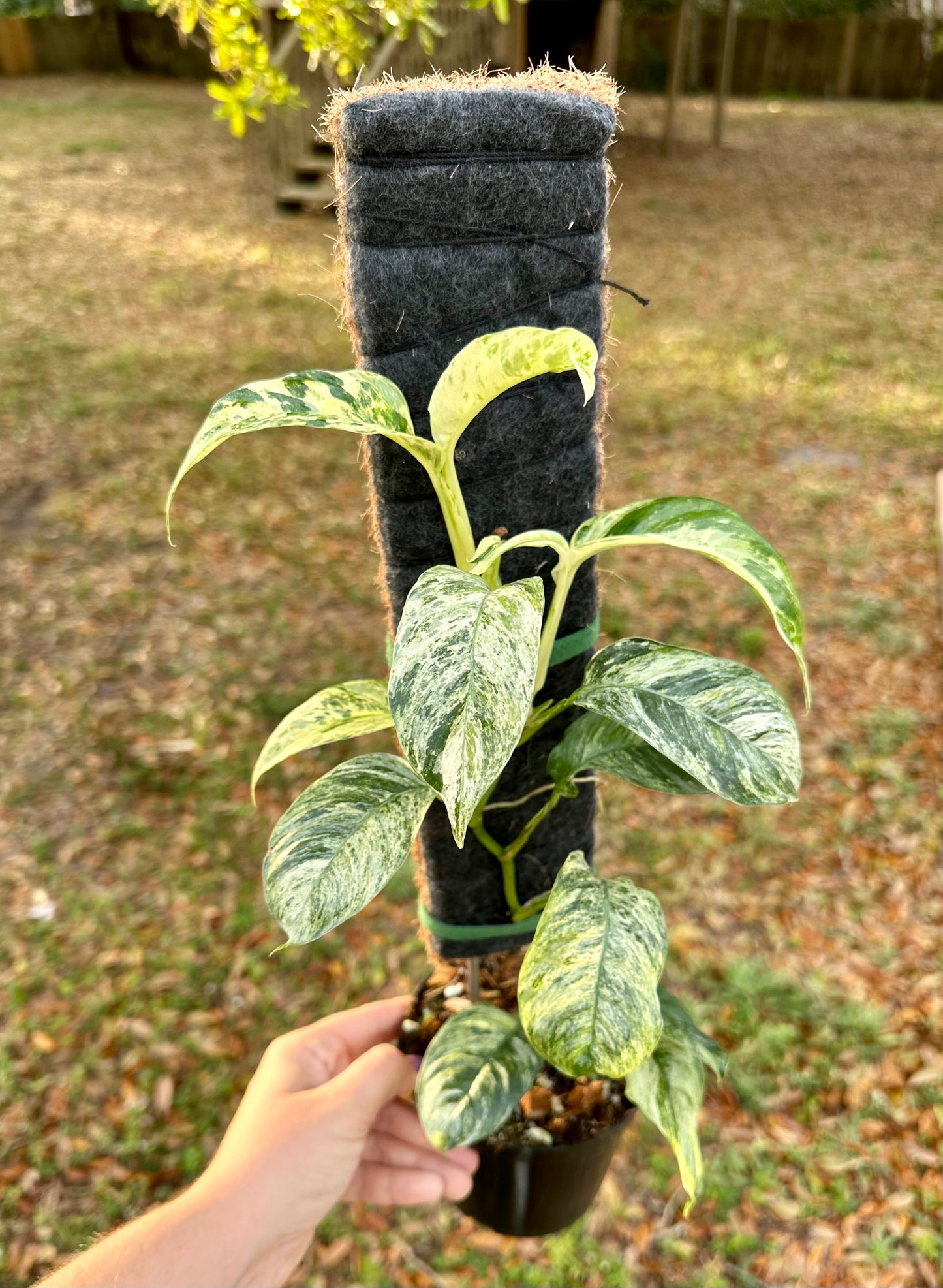 Rhaphidophora Puberula Variegated