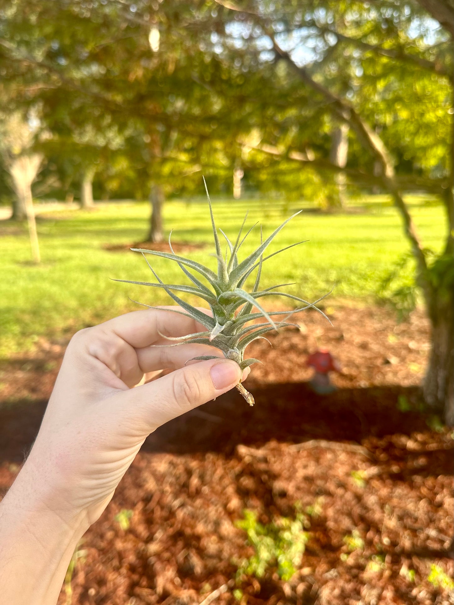 Tillandsia Latifolia Murorum