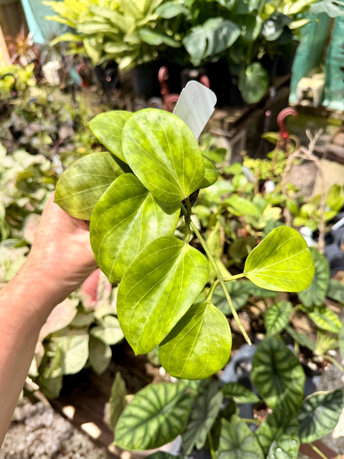 Hoya Cominsii