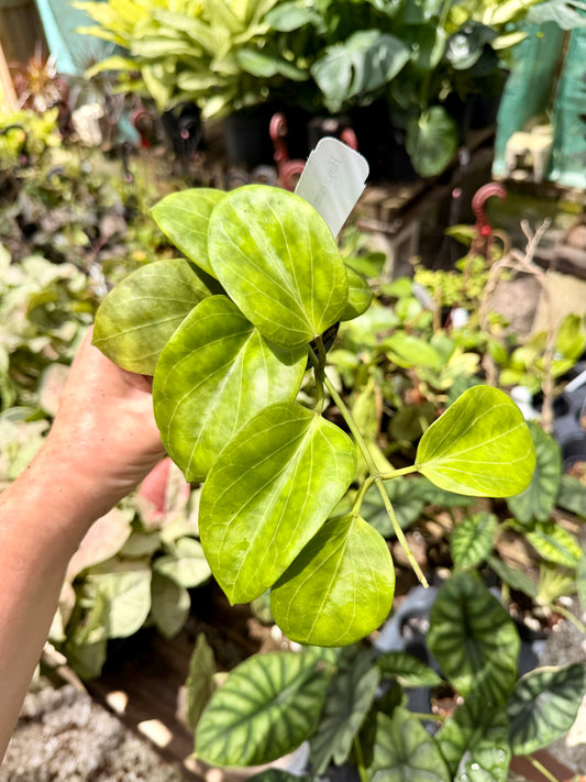 Hoya Cominsii