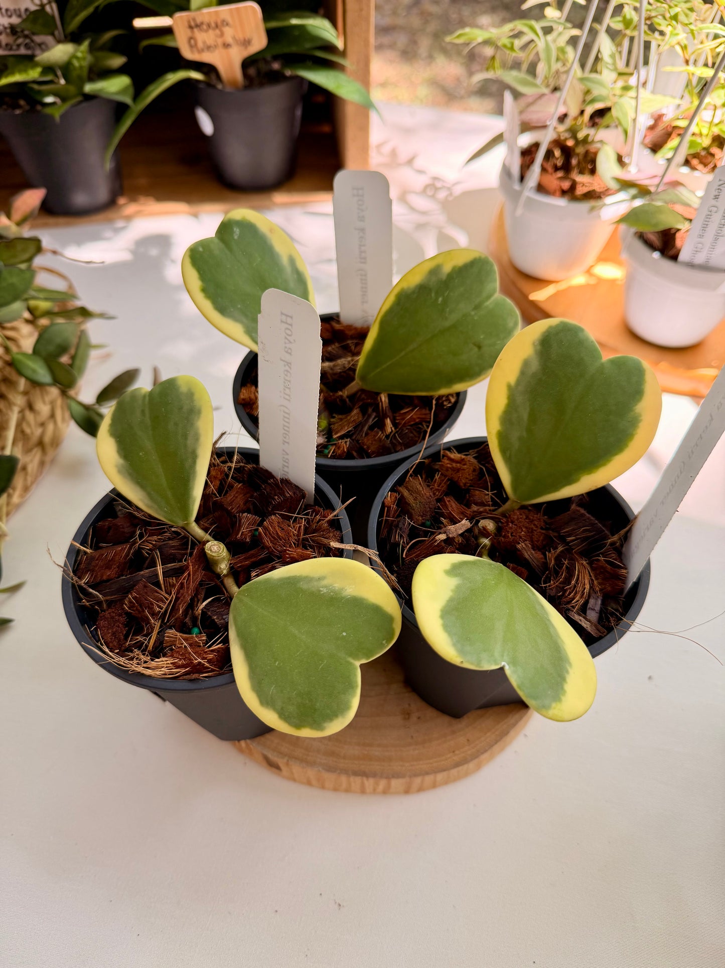 Hoya Kerri with Outer Variegation