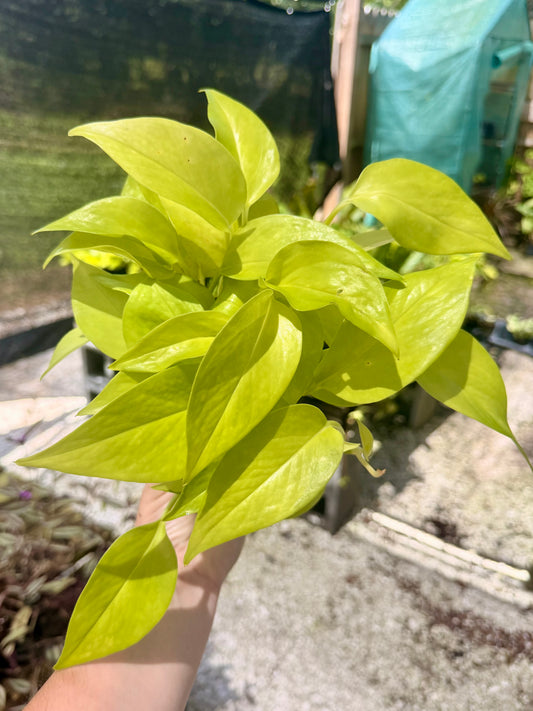 Epipremnum Neon