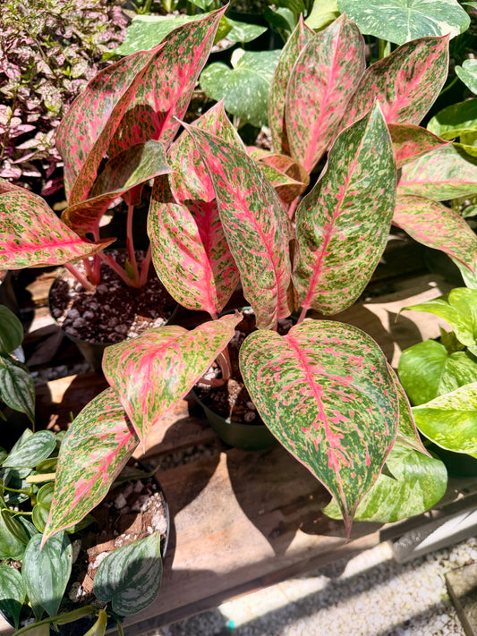 Aglaonema Sparkling Sarah