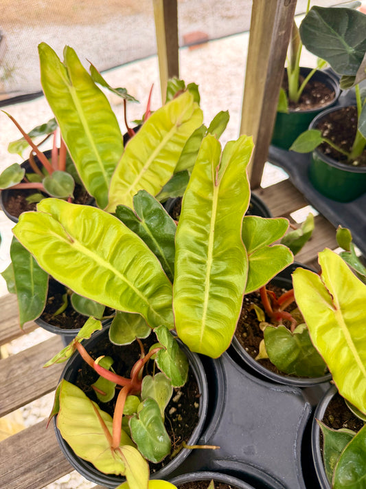 Philodendron Billietiae