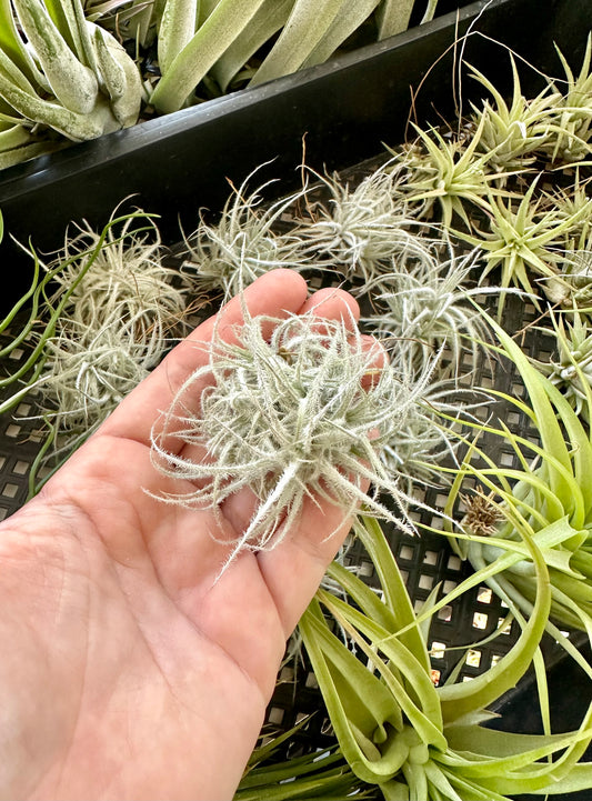 Tillandsia • Tectorum 'Snow Ball'