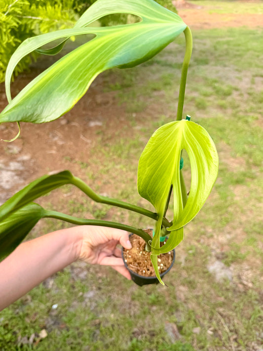 Monstera Burle Marx Flame