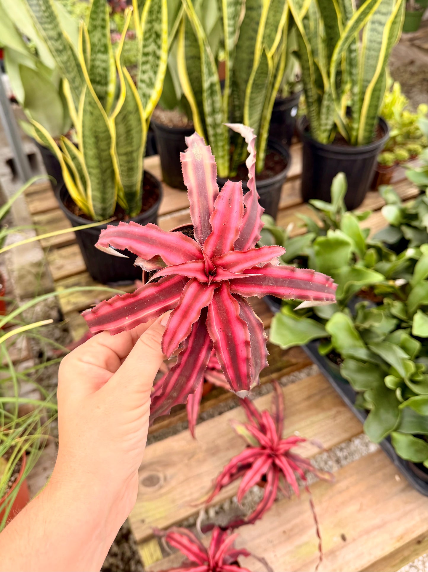 Cryptanthus