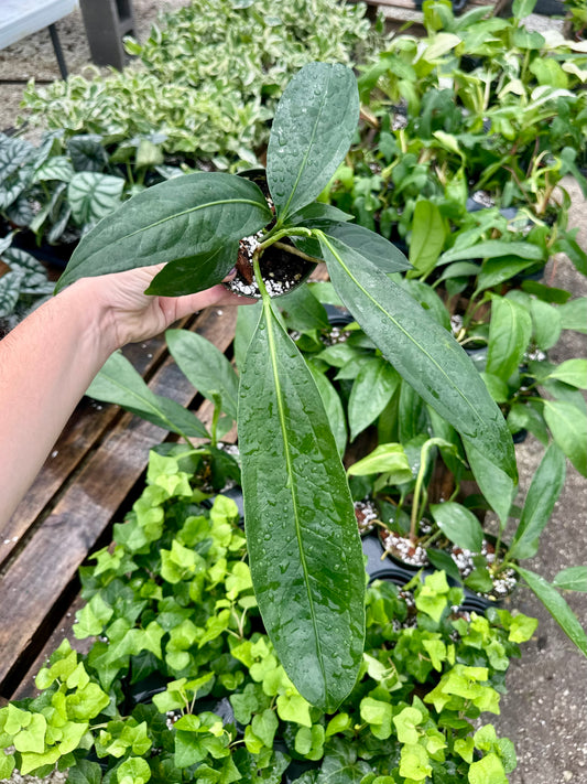 Anthurium Big Bill