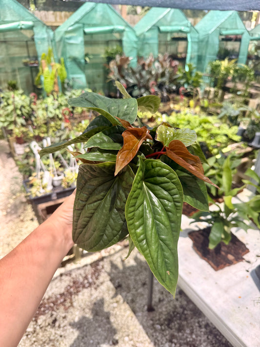Anthurium Luxurians X Radicans