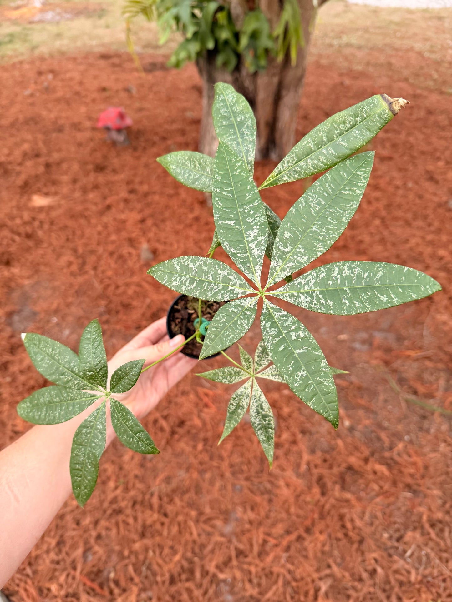 Money Tree Variegated