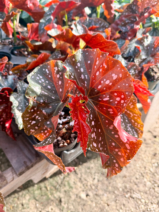 Begonia Crackling Rosie
