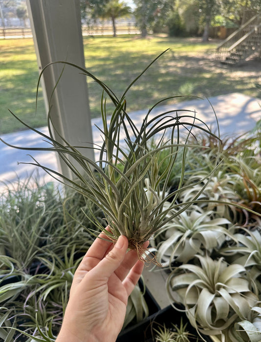 Tillandsia • Baileyi Mexico Clump