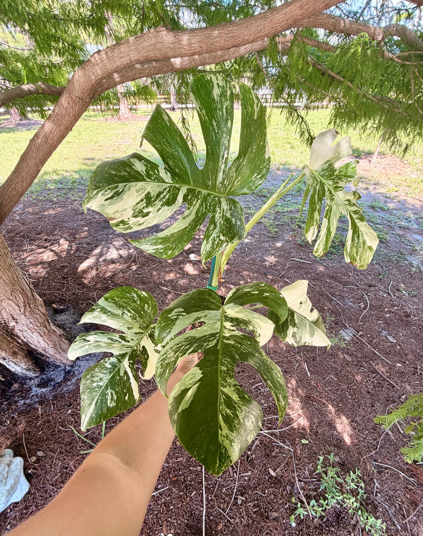 Monstera Albo