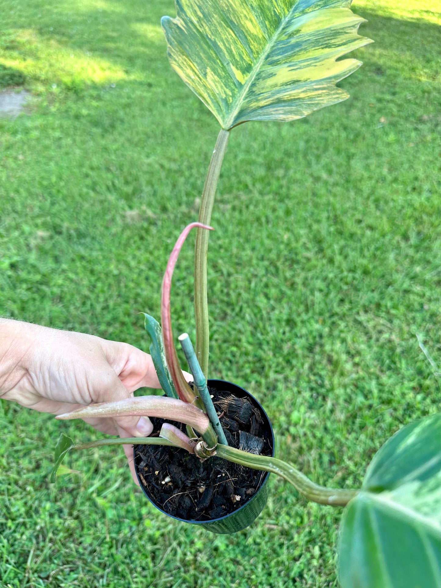 Philodendron Carmel Marble