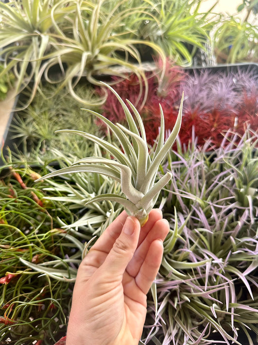 Tillandsia • Harrisii