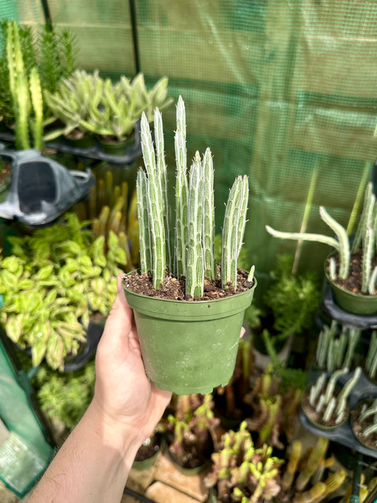Pickle Plant