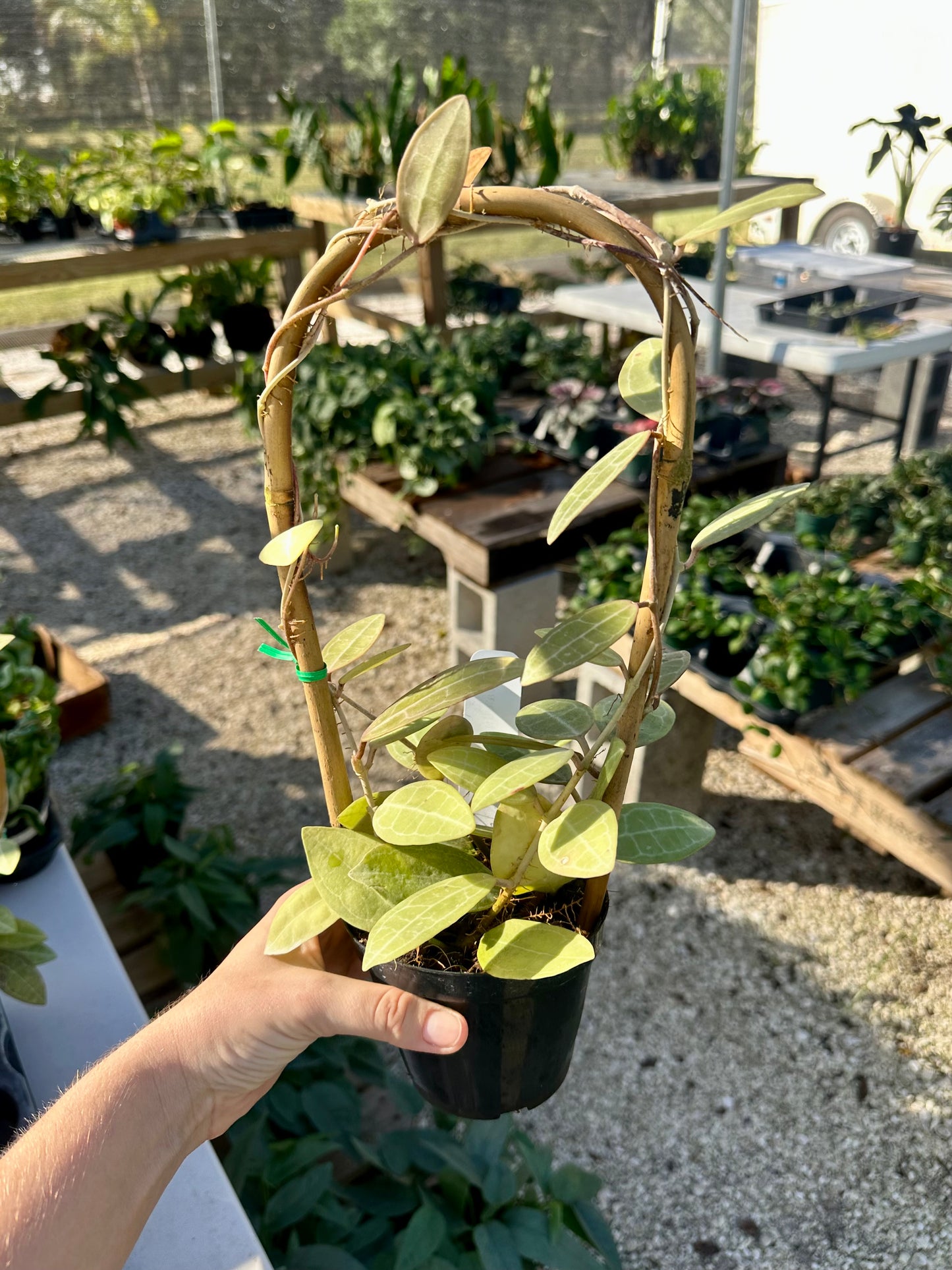 Hoya Elliptica