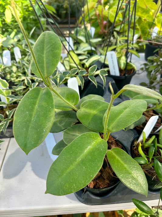 Hoya Calycina 'Stargazer'