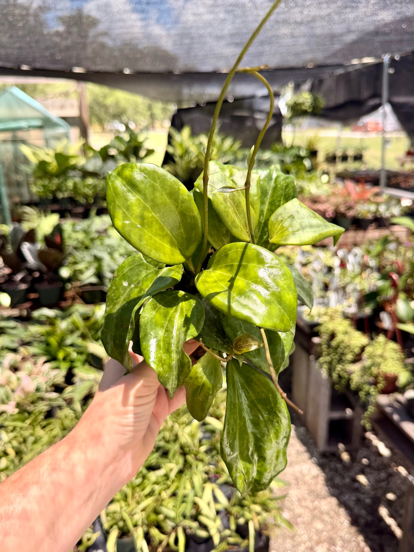 Hoya Quinquenervia