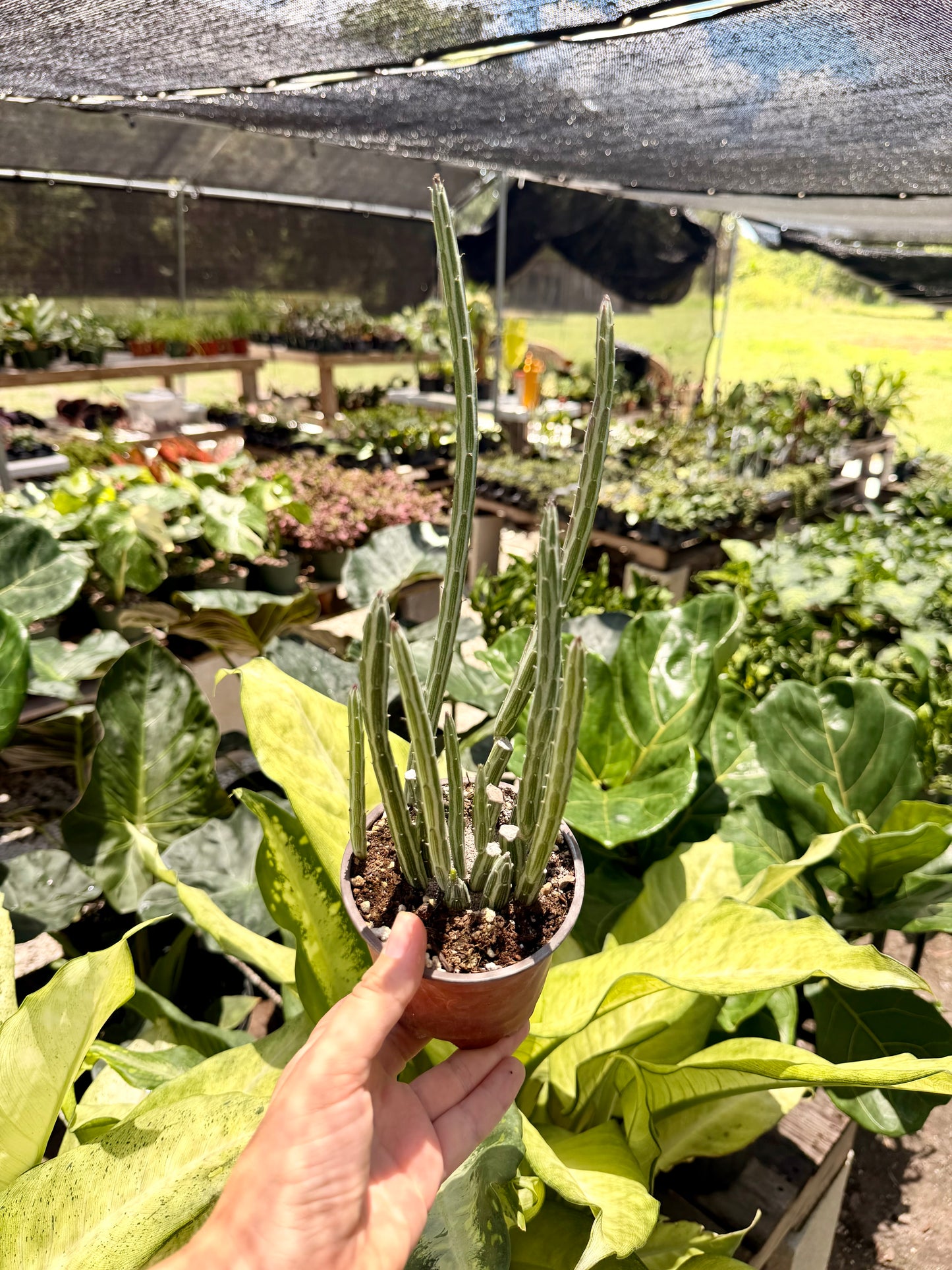 Pickle Plant
