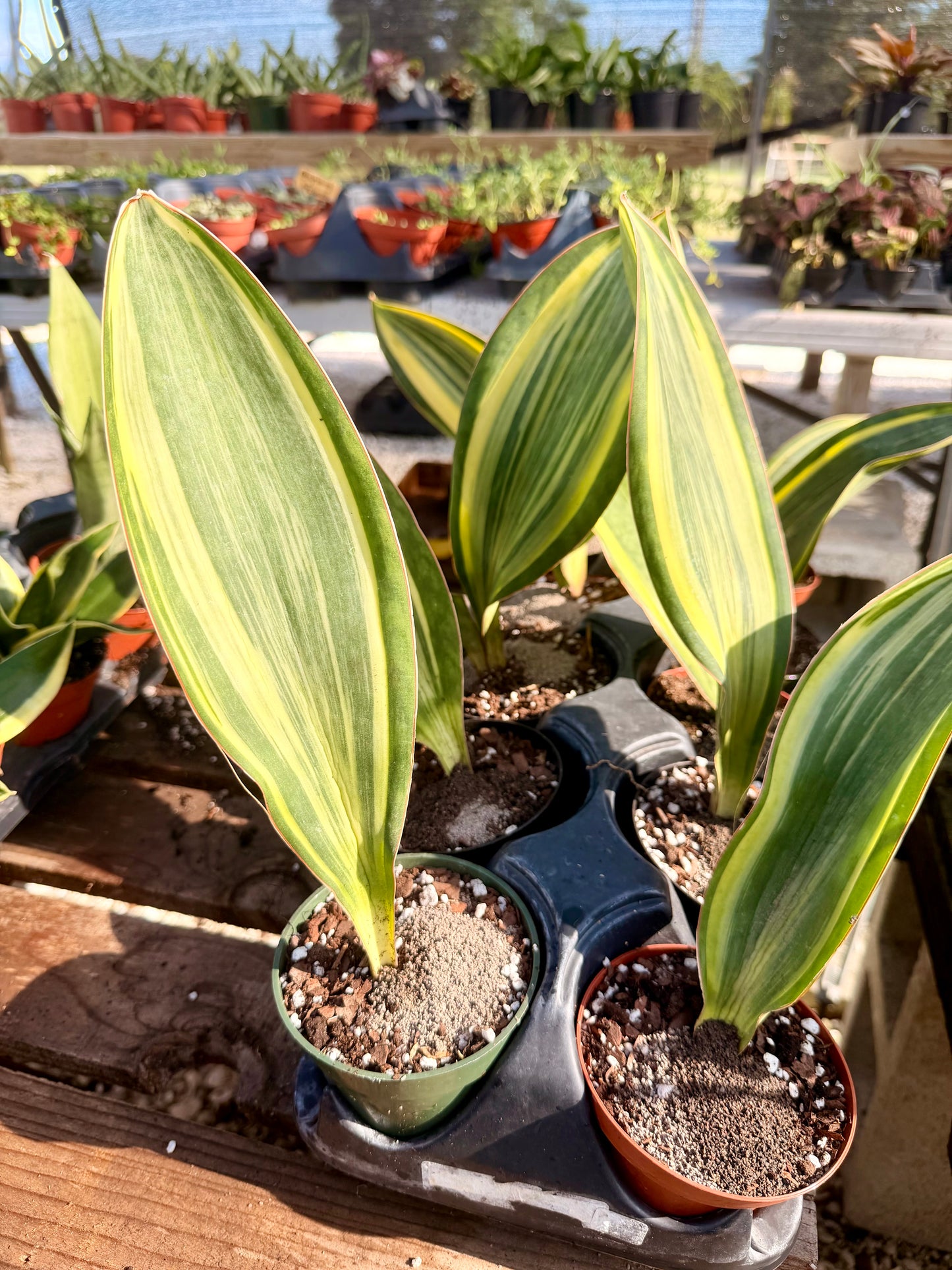 Sansevieria Whale Fin Variegated