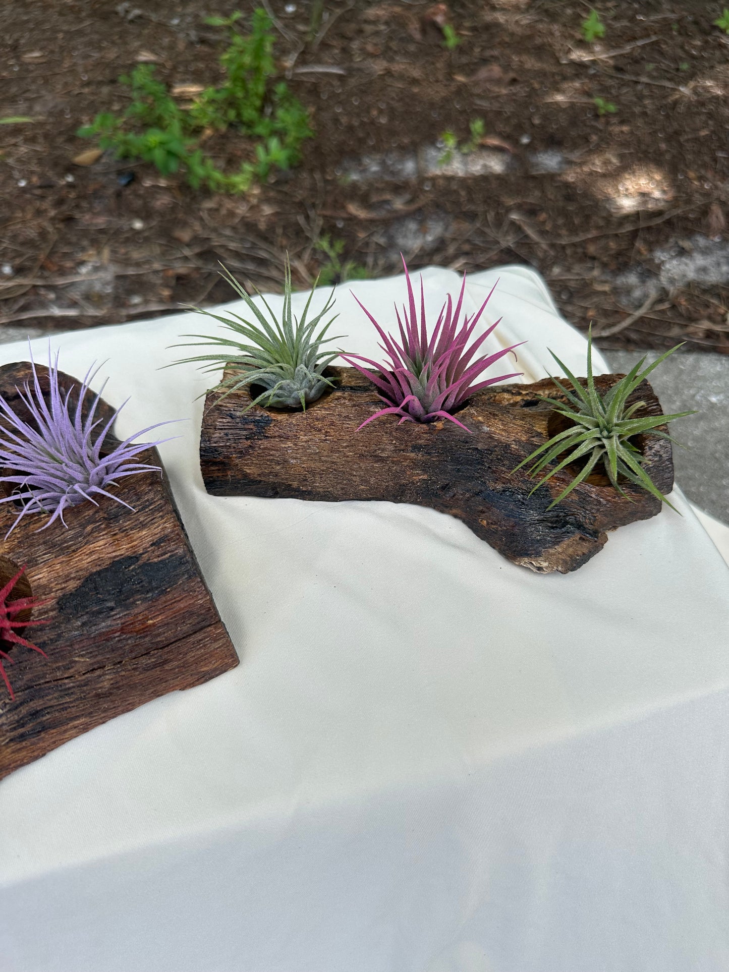 Oak Holder & 3 Air Plants