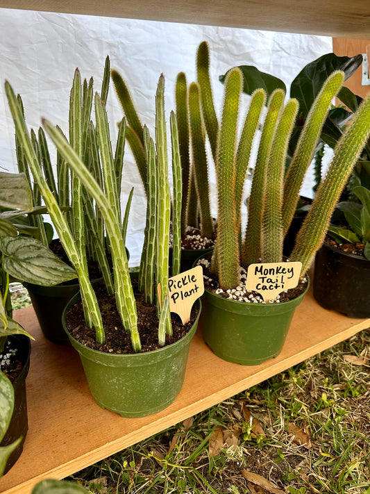 Monkey Tail Cactus