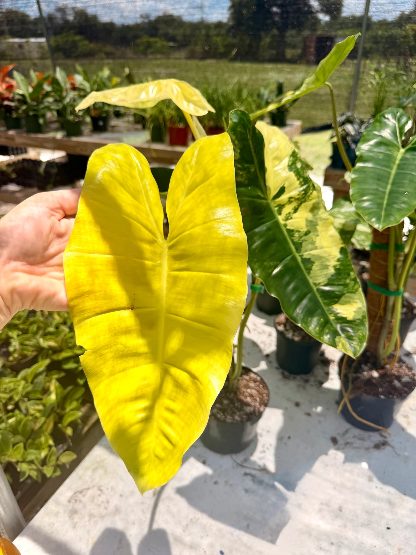Philodendron Burle Marx Variegated