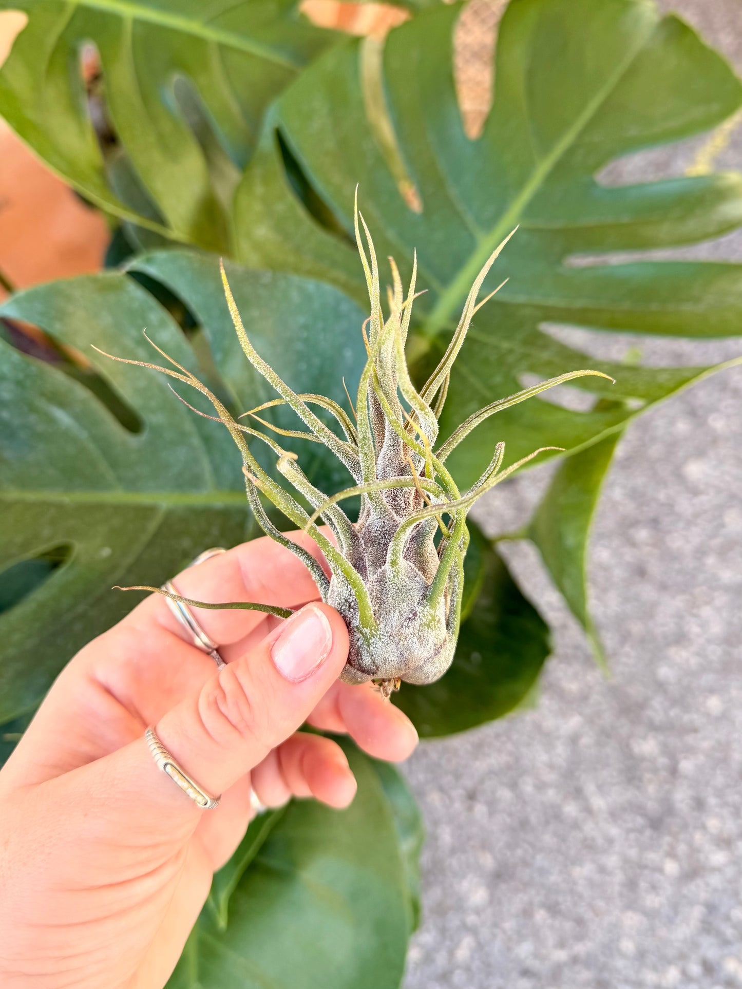 Tillandsia • Pruinosa