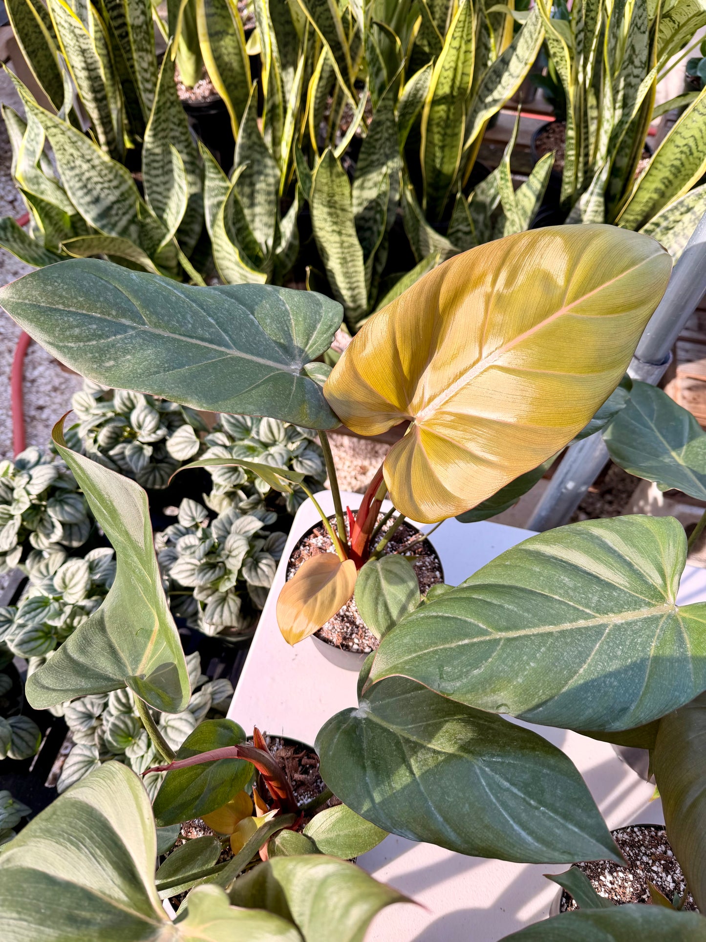 Philodendron Summer Glory