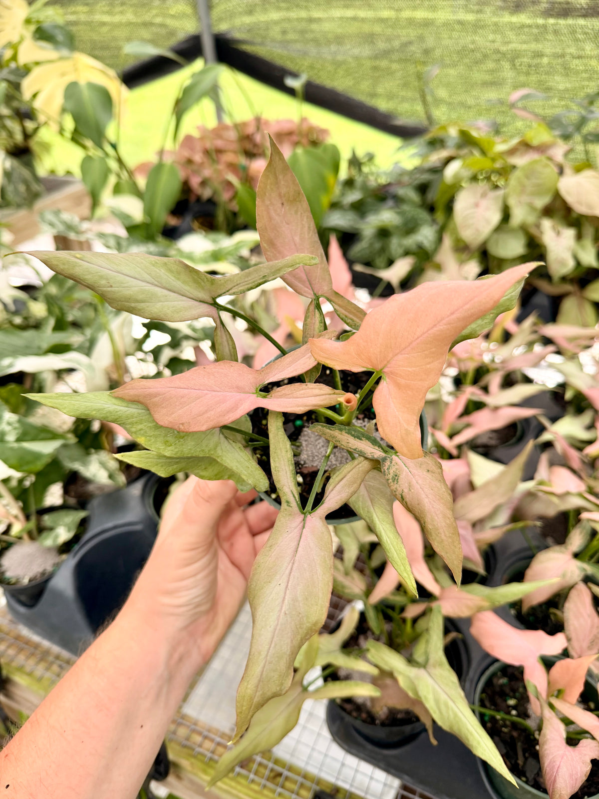 Syngonium Mickey