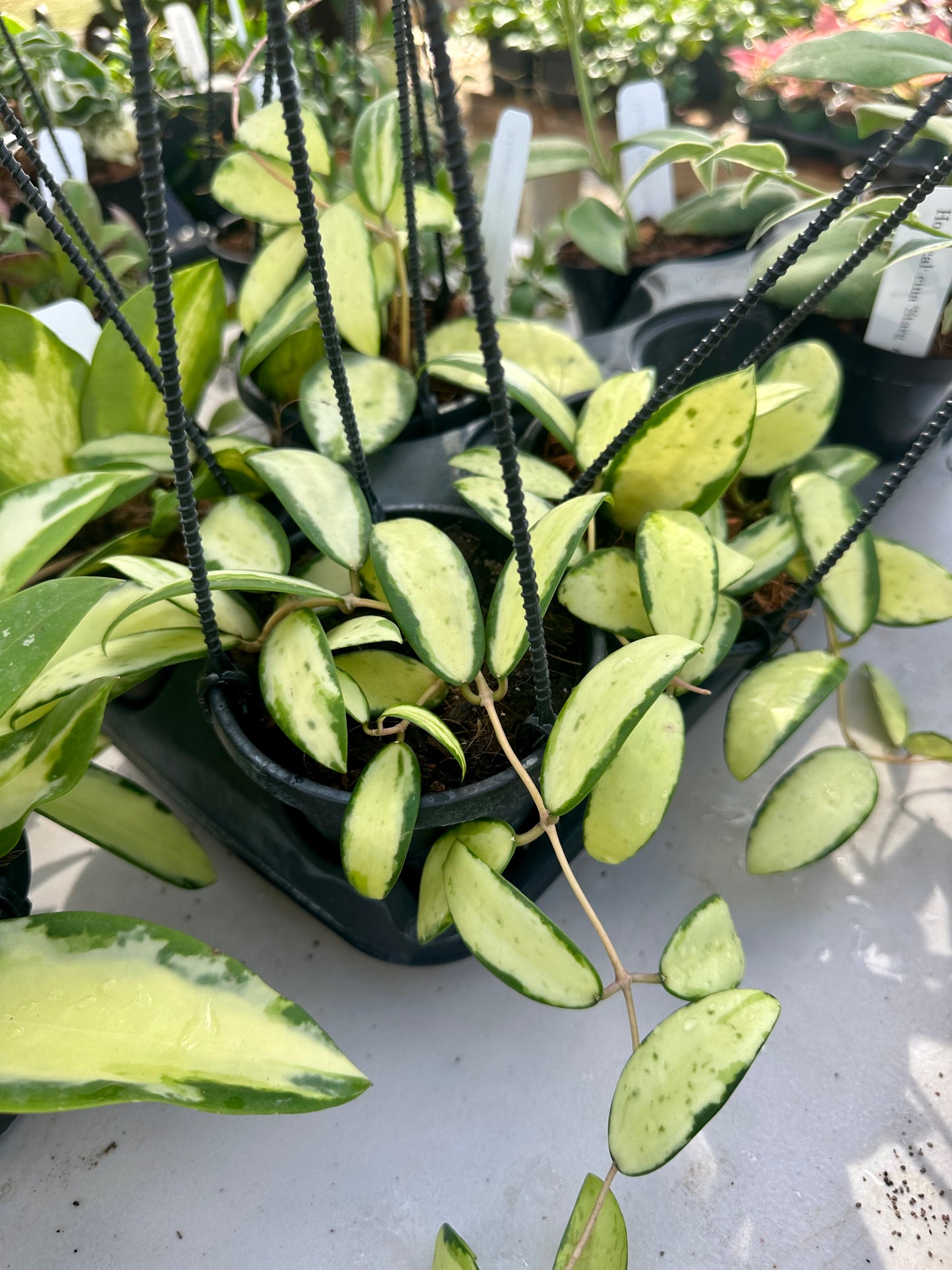 Hoya Acuta with Inner Variegation