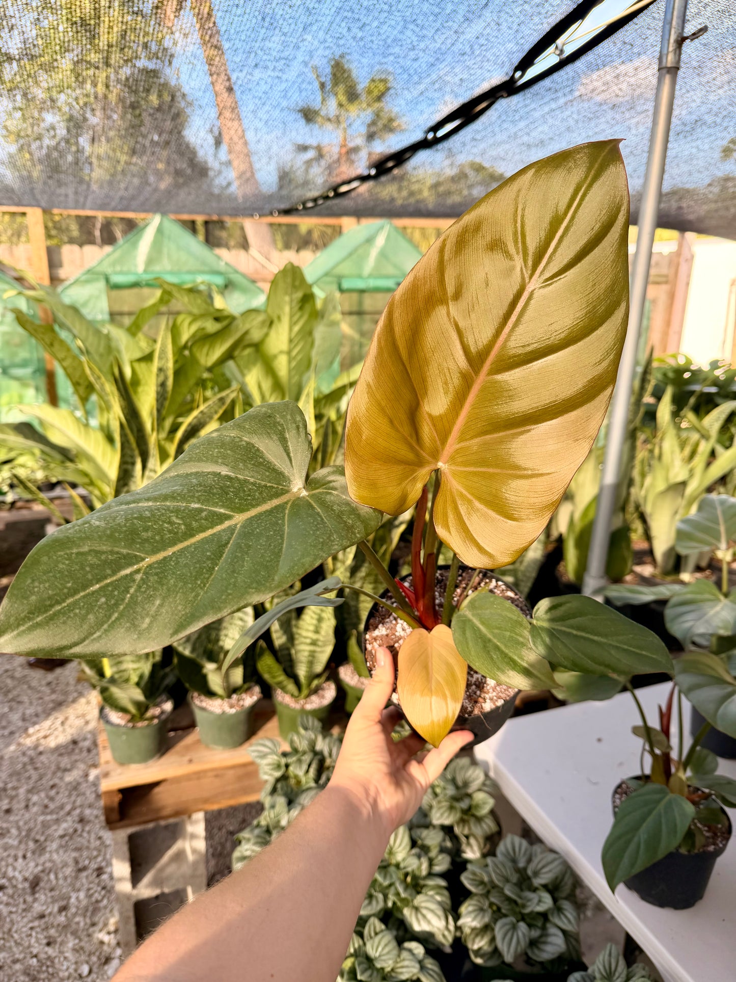 Philodendron Summer Glory