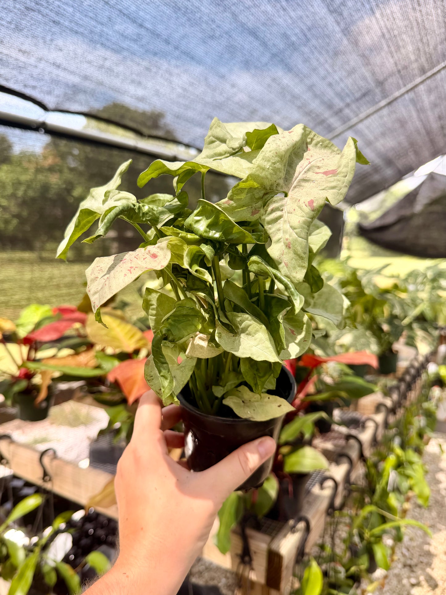 Syngonium Milk Confetti
