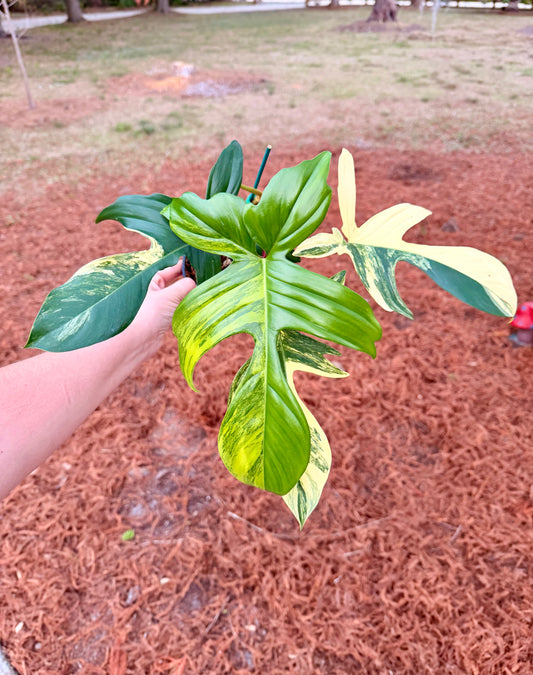 Philodendron Florida Beauty