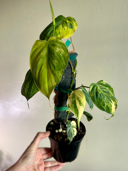 Philodendron Mican Yellow Variegation