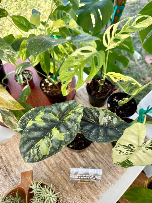 Alocasia Dragon Scale Variegated