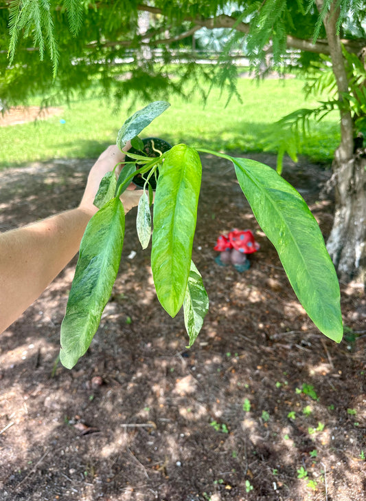 Epipremnum Giganteum Variegated