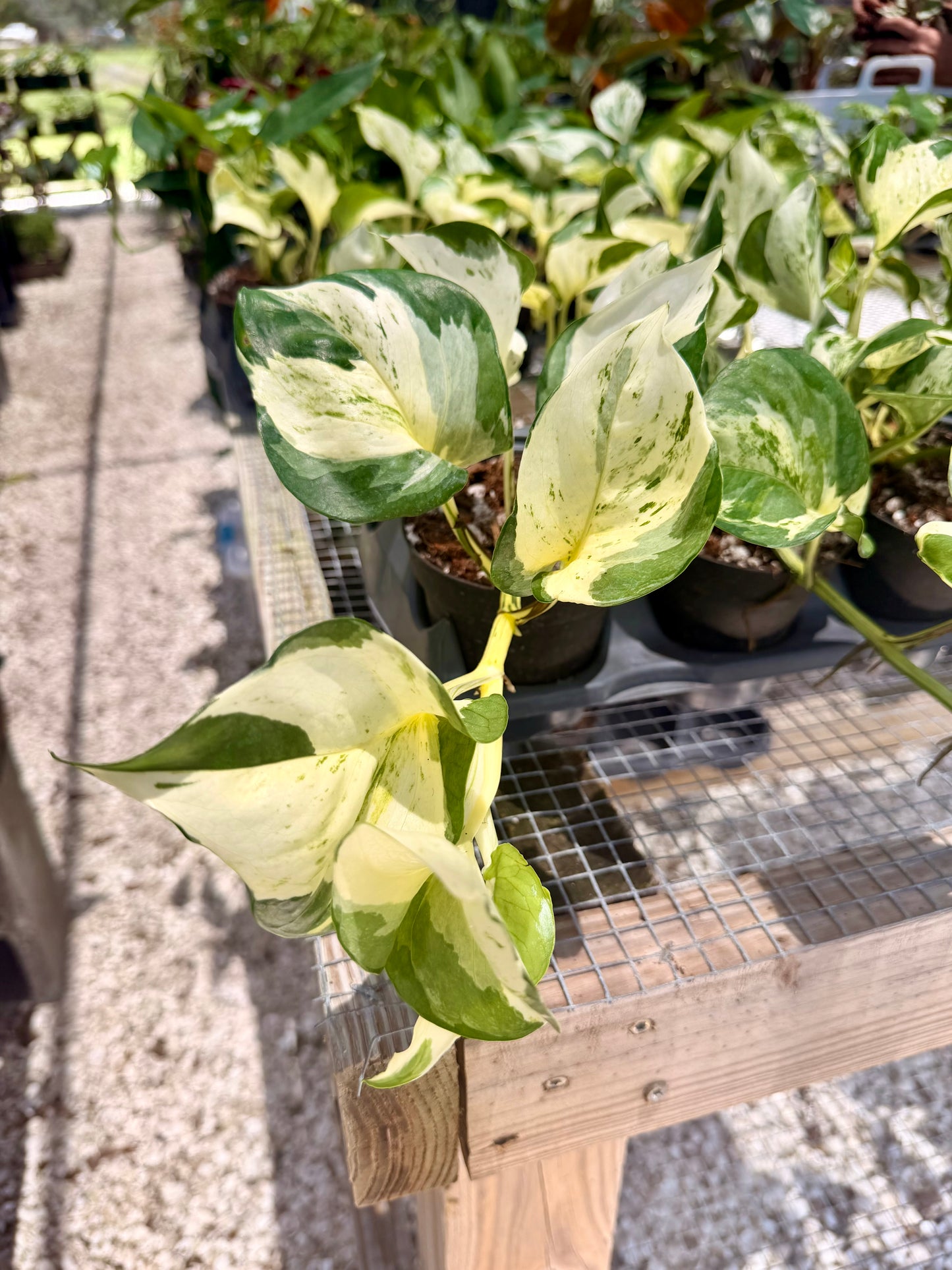 Epipremnum Manjula