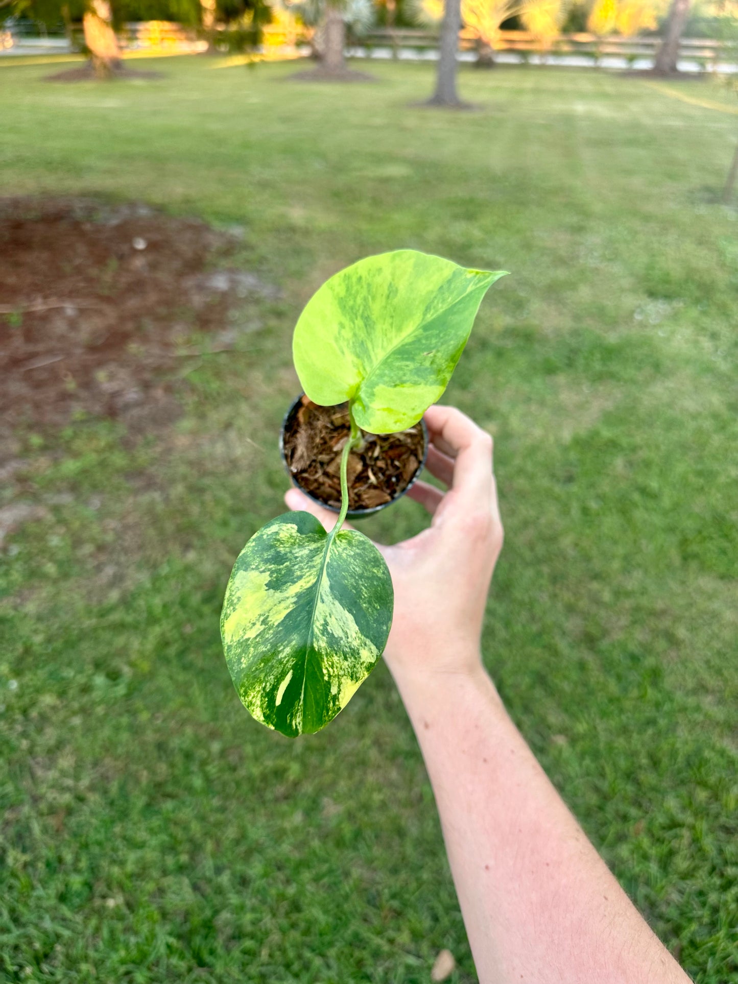 Monstera Deliciosa Aurea Variegated