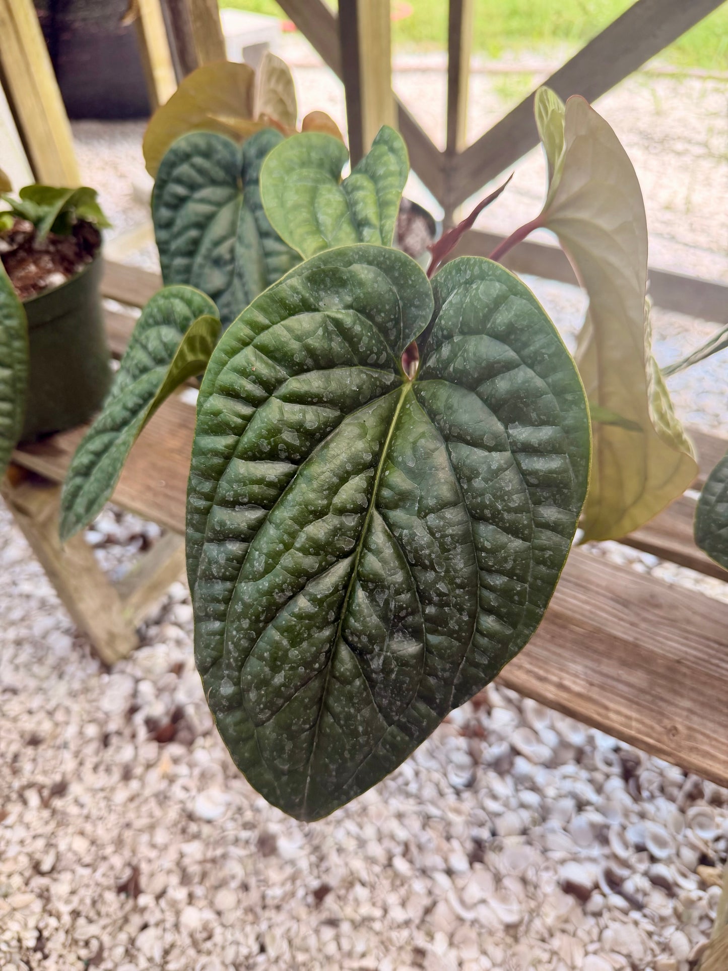 Anthurium Luxurians X Radicans