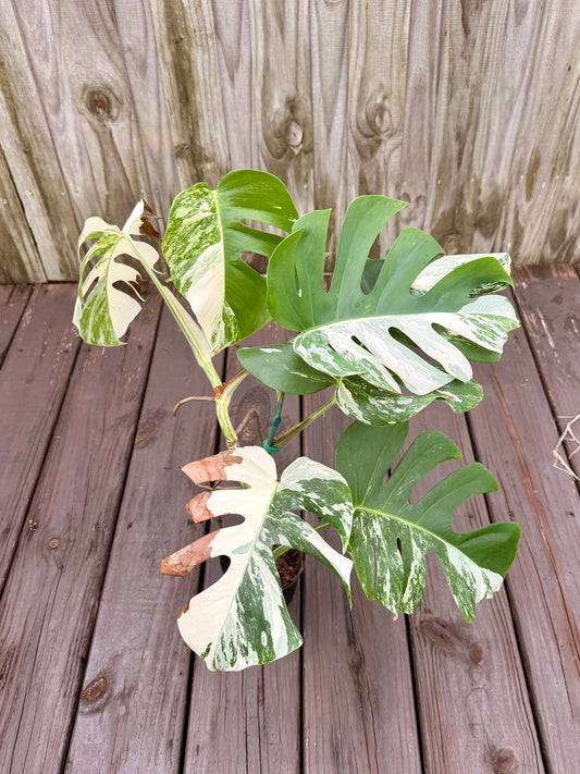 Monstera Albo