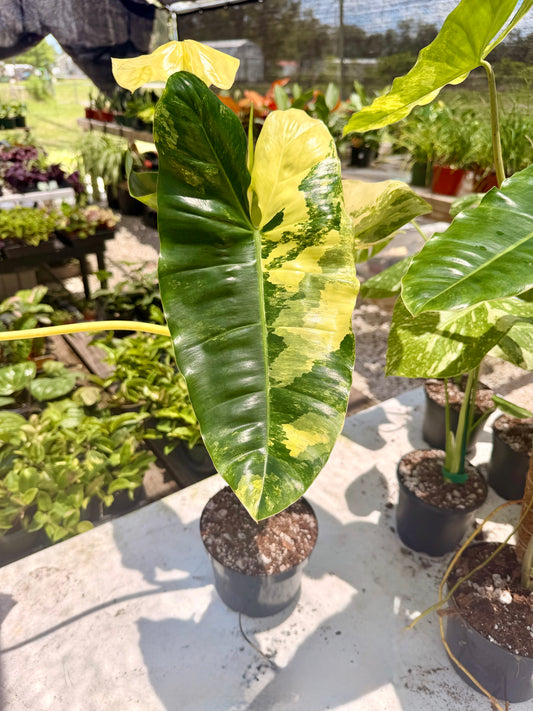 Philodendron Burle Marx Variegated