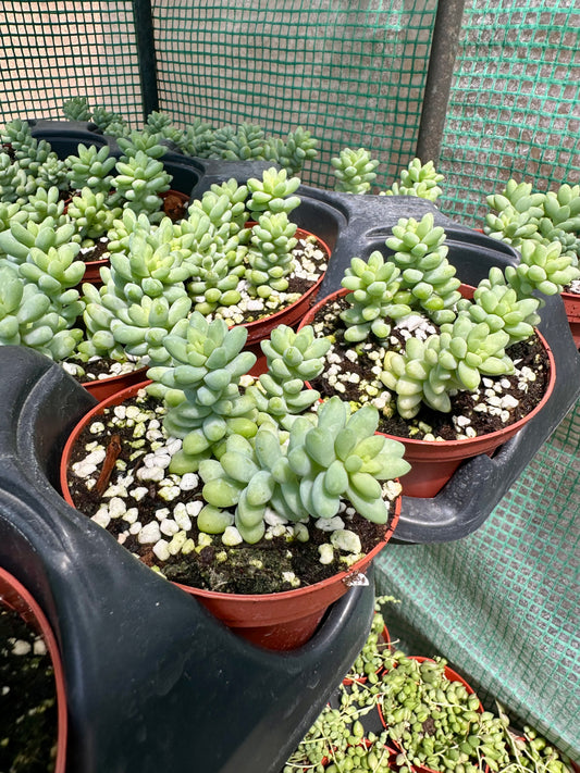 Burros Tail